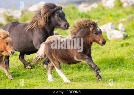 Miniatura pony Shetland fattrici puledri prato galoppante Unst Shetland Foto Stock