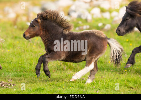 Miniatura pony Shetland Mare puledri prato galoppante Unst Shetland Foto Stock