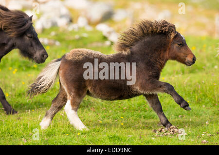 Miniatura pony Shetland fattrici puledri prato galoppante Unst Shetland Foto Stock