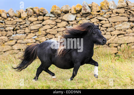 Miniatura pony Shetland pezzati stallone trotto prato Unst Shetland Foto Stock