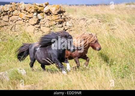 Miniatura pony Shetland due stalloni Pinto prato galoppante Unst Shetland Foto Stock