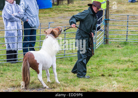 Shetland Pony. Spettacolo di conformazione in pioggia Skewbald mare rifiuta di essere in testa. Isole Shetland Foto Stock