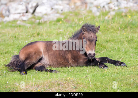 Pony Shetland puledra Baia-puledro in appoggio di erba Unst Shetland Foto Stock