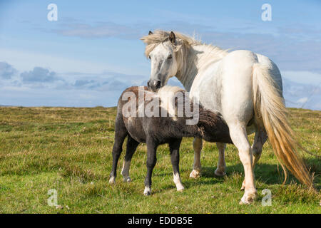 Pony Shetland grigio mare lattante puledro Unst Shetland Foto Stock