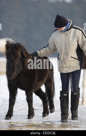 Pony Lewitzer essendo led slittamento ghiaccio pur indossando scarpe di cavallo bitte Germania Foto Stock