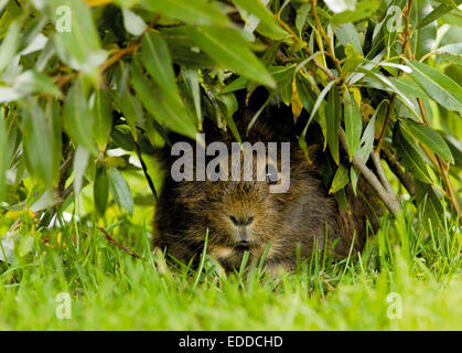 Abissino di cavia Cavie adulto si nasconde sotto rametti di salice Germania Foto Stock