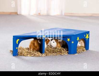 Abissino di cavia Gruppo di cavie nascondere blu ritiro casalinga decorata stelle Germania Foto Stock