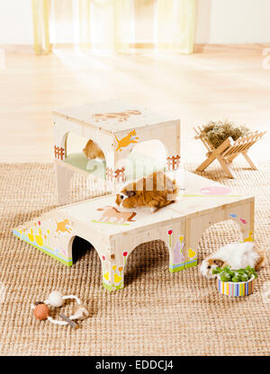 La cavia Cavie adulti in casa rifugio di legno cibo giocattoli Germania Foto Stock