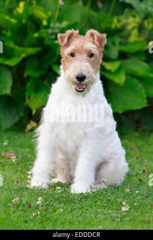 Filo Fox Terrier cane adulto seduto prato Germania Foto Stock