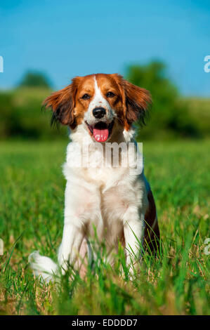 Kooikerhondje Kooiker Hound Canis lupus familiaris cane adulto seduto erba Foto Stock