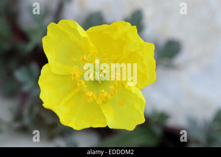 Alpi Retiche Papavero alpinum Papaver rhaeticum unico fiore Austria Foto Stock