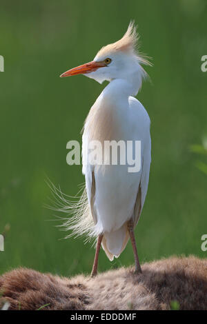 Airone guardabuoi, Buff-backed Heron (Bubulcus ibis, Ardeola ibis). Adulti in allevamento del piumaggio in piedi nel vento. La Georgia Foto Stock