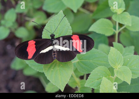 Red postino (Heliconius erato), prigionieri Emsland, Bassa Sassonia, Germania Foto Stock