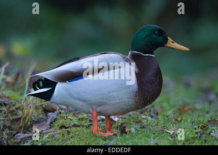 Il germano reale (Anas platyrhinchos), drake, Emsland, Bassa Sassonia, Germania Foto Stock