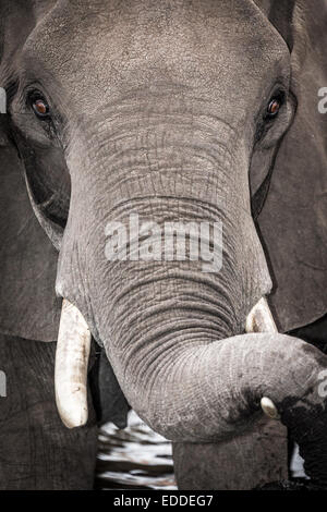 Elefante africano (Loxodonta africana), appoggiando il suo tronco su una zanna, Chobe National Park, Botswana Foto Stock