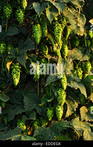 Piante di luppolo (Humulus lupulus), pronto per la mietitura, hop giardino, Biburg, Hallertau o area Holledau, Bassa Baviera, Baviera Foto Stock