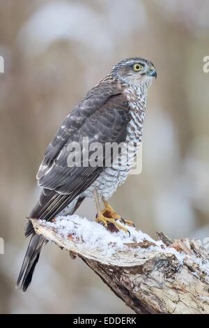 Eurasian Sparviero (Accipiter nisus), femmina adulta appollaiato sulla coperta di neve deadwood, Hesse, Germania Foto Stock