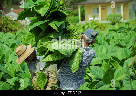 La Valle de Vinales, CUBA - Gennaio 19, 2013: Uomo al lavoro su Cuba e il famoso bigest piantagione di tabacco Foto Stock