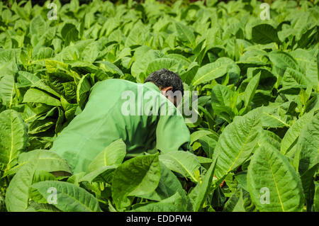 La Valle de Vinales, CUBA - Gennaio 19, 2013: Uomo al lavoro su Cuba piantagione di tabacco in Vinales Valley Foto Stock