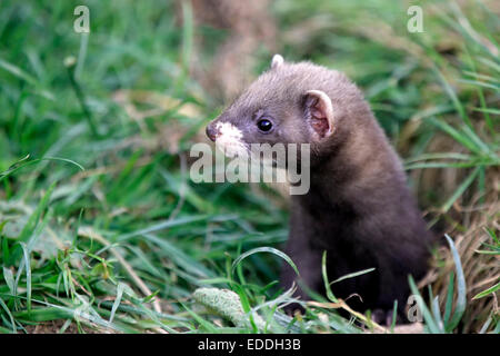 Polecat europea (Mustela putorius), giovani al burrow, avviso, Surrey, England, Regno Unito Foto Stock