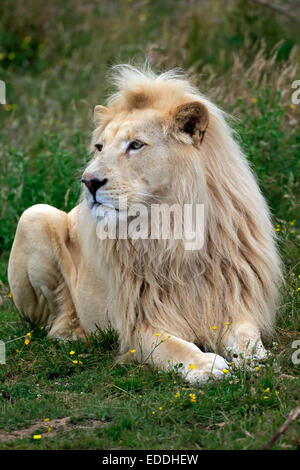 Lion (Panthera leo), adulto maschio, leone bianco, colore mutazione, nativo di Africa, captive, England, Regno Unito Foto Stock