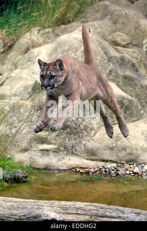 Puma, Cougar o Mountain Lion (Felis concolor), Adulto, saltando su acqua, nativo di America, captive, England, Regno Unito Foto Stock