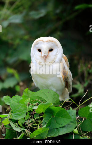 Il barbagianni (Tyto alba), uccello adulto arroccato su albero, Surrey, England, Regno Unito Foto Stock