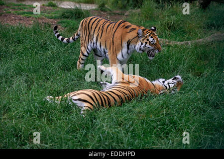 Le tigri siberiane (Panthera tigris altaica), adulti, coppia, il comportamento sociale, nativo di Asia, captive, England, Regno Unito Foto Stock