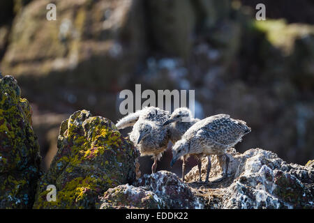 Aringa Gabbiano (Larus argentatus) pulcini sulla scogliera. Dunbar. East Lothian. La Scozia. Regno Unito. Foto Stock