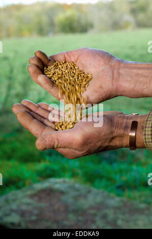 Close up di un uomo con le mani in mano versando il frumento da un lato all'altro. Foto Stock