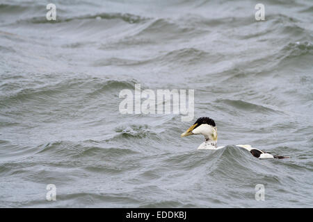 Eider (Somateria mollisima) maschio nuoto sul mare. East Lothian. La Scozia. Regno Unito. Foto Stock