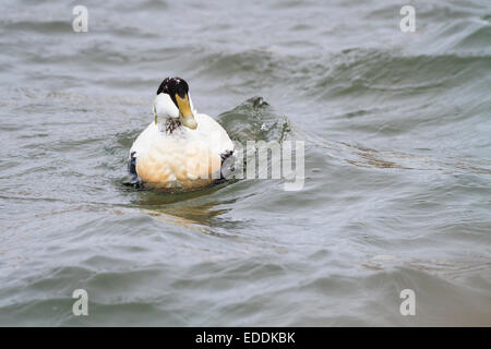 Eider (Somateria mollisima) maschio nuoto sul mare. East Lothian. La Scozia. Regno Unito. Foto Stock