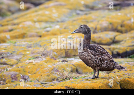 Eider (Somateria mollisima) femmina sulle rocce. Farne delle isole. Northumberland. Regno Unito. Foto Stock