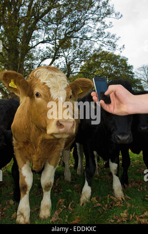 Mano che tiene un telefono cellulare, scattare una foto di una mucca. Foto Stock