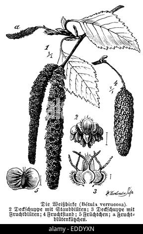 Betula pendula (syn. Betula verrucosa, betula alba) Foto Stock