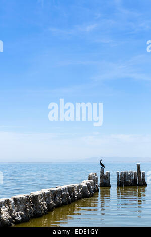 Pelican arroccato su vecchie palificazioni in Salton Sea a Bombay Beach, Imperial County, California, Stati Uniti d'America Foto Stock