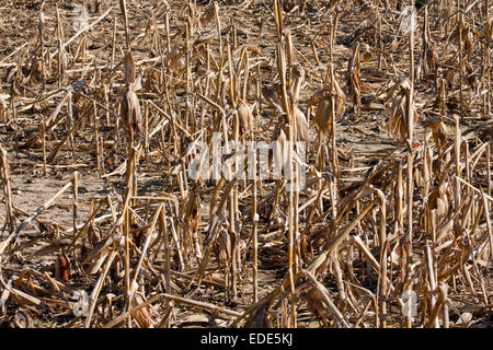 Raccolto morto stocchi di mais in un campo secco fare un background modellato Foto Stock