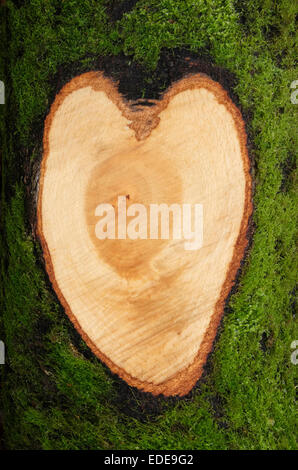 Amo la natura, a forma di cuore filiale segato sul tronco di albero Foto Stock