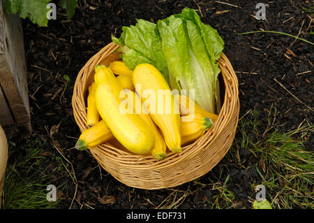 Cesto di appena raccolto in giallo le zucchine e lattuga Foto Stock