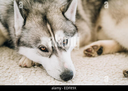 Adulto grigio Siberian Husky cane (Sibirsky husky) dormire nel suo letto Foto Stock