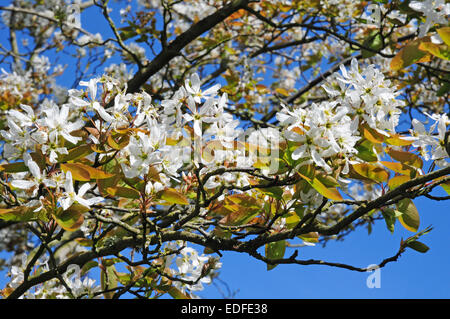 Amelanchiar blossom Foto Stock