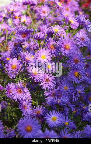 Grande bussola del crisantemo viola con molti fiori Foto Stock