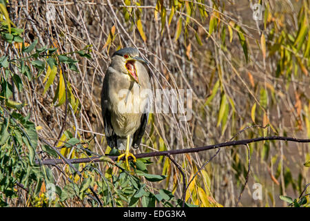 Nero-incoronato Night-Heron Nycticorax nycticorax Tucson, Arizona, Stati Uniti 4 gennaio Adulti sbadigli. Ardeidi Foto Stock