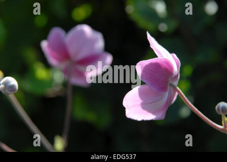 Anemone giapponese. Anemone x hybrida. Rosa o malva fiori e boccioli Foto Stock