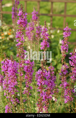 Purple loosestrife Lythrum salicaria piantato in un giardino della fauna selvatica Foto Stock