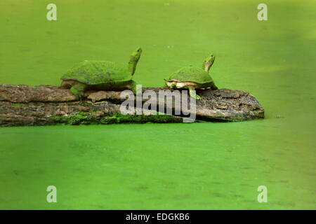 Paio di foglia asiatici tartarughe -cyclemys dentata- su un tronco di legno su verde scum stagno coperto nella motivazione della Gharial C.P. Foto Stock