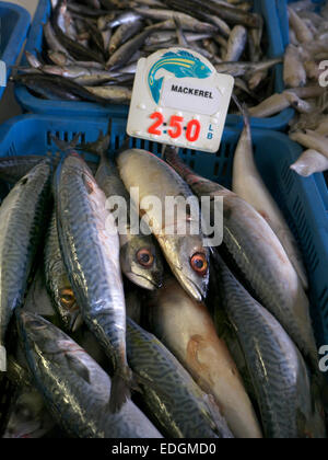 Appena catturati sgombro sul display a Monterey Mercato del Pesce in California USA Foto Stock