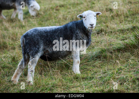 Gli ovini si fermò sulla collina ripida nel Regno Unito guardando la fotocamera Foto Stock