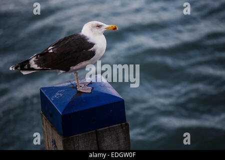 Seagull appollaiato sul molo groyne. Swanage, Dorset. Regno Unito. Foto Stock