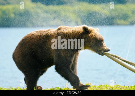 La Kamchatka l'orso bruno (Ursus arctos beringianus) Kurile lago, Kamchatka, Russia, Foto Stock